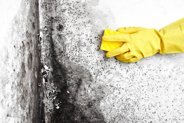 Mold Testing and Removal in Garden Acres, CA