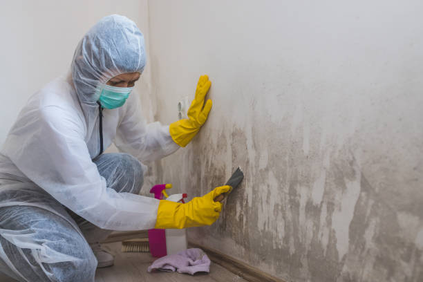 Garden Acres, CA Mold Removal Company