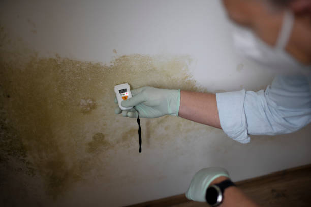 Best Toxic Mold Removal  in Garden Acres, CA