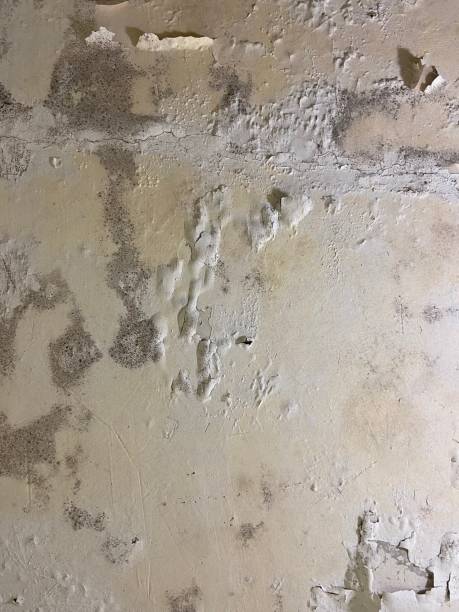Home Mold Removal in Garden Acres, CA